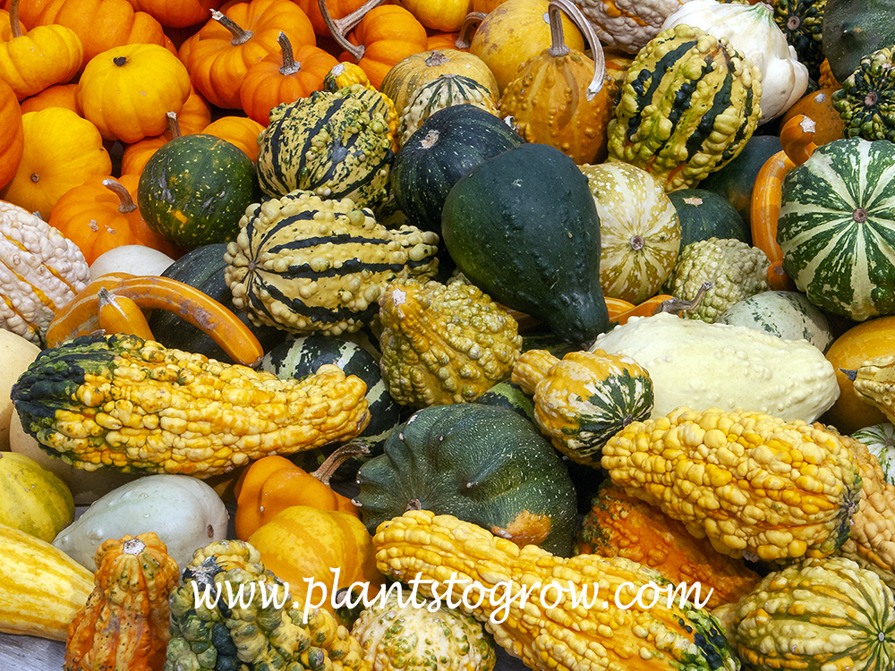 Gourds (Cucurbita)
A sale display demonstrating the plethora of shapes, colors and textures of Gourds.